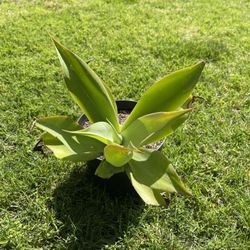Agave Ellemeetiana Sml - RARE