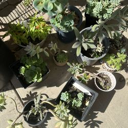 Only $10 Each Plant 