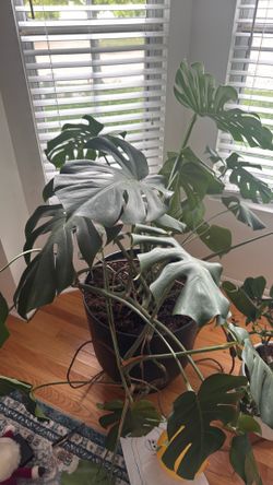Plant