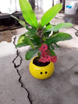 Corona de cristo flor rosa grande (different Pot)