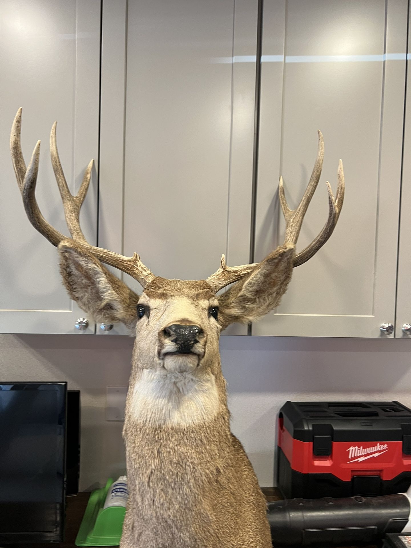 Taxidermy