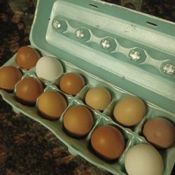 Free Range Eggs 