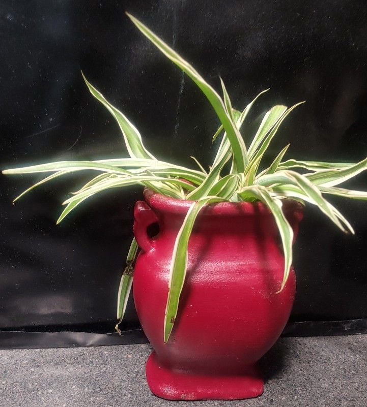 Concrete Flower Pot with Spider Plant