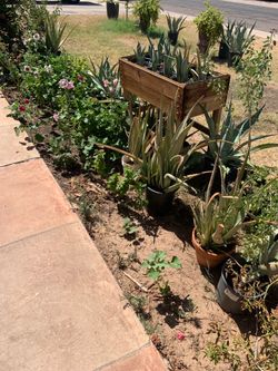 Next In Line For A Great plants newest garden in phx