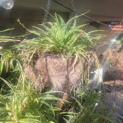 Spider Hanging Plant