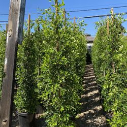 Ficus Nitida Privacy Hedge