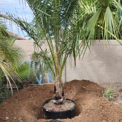 Palm Tree 