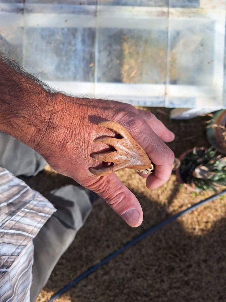 Cholla And Mesquite Back Scratcher One of A Kind