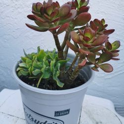 2 kinds rare lucky plant Money tree red Crosby's baby jade/Ripple jade only 1 hurry buy