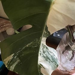 Variegated Albo One Leaf Plant Cutting W/aerial Root