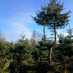 U-cut Christmas Trees