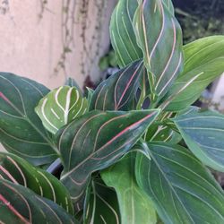 Aglonema RED VEIN Plant $28