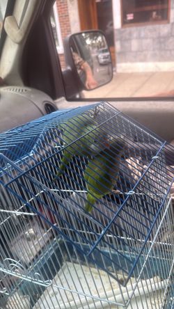 Two birds in a cage