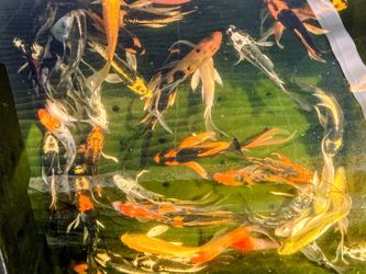 butterfly Koi Pond imported Decor