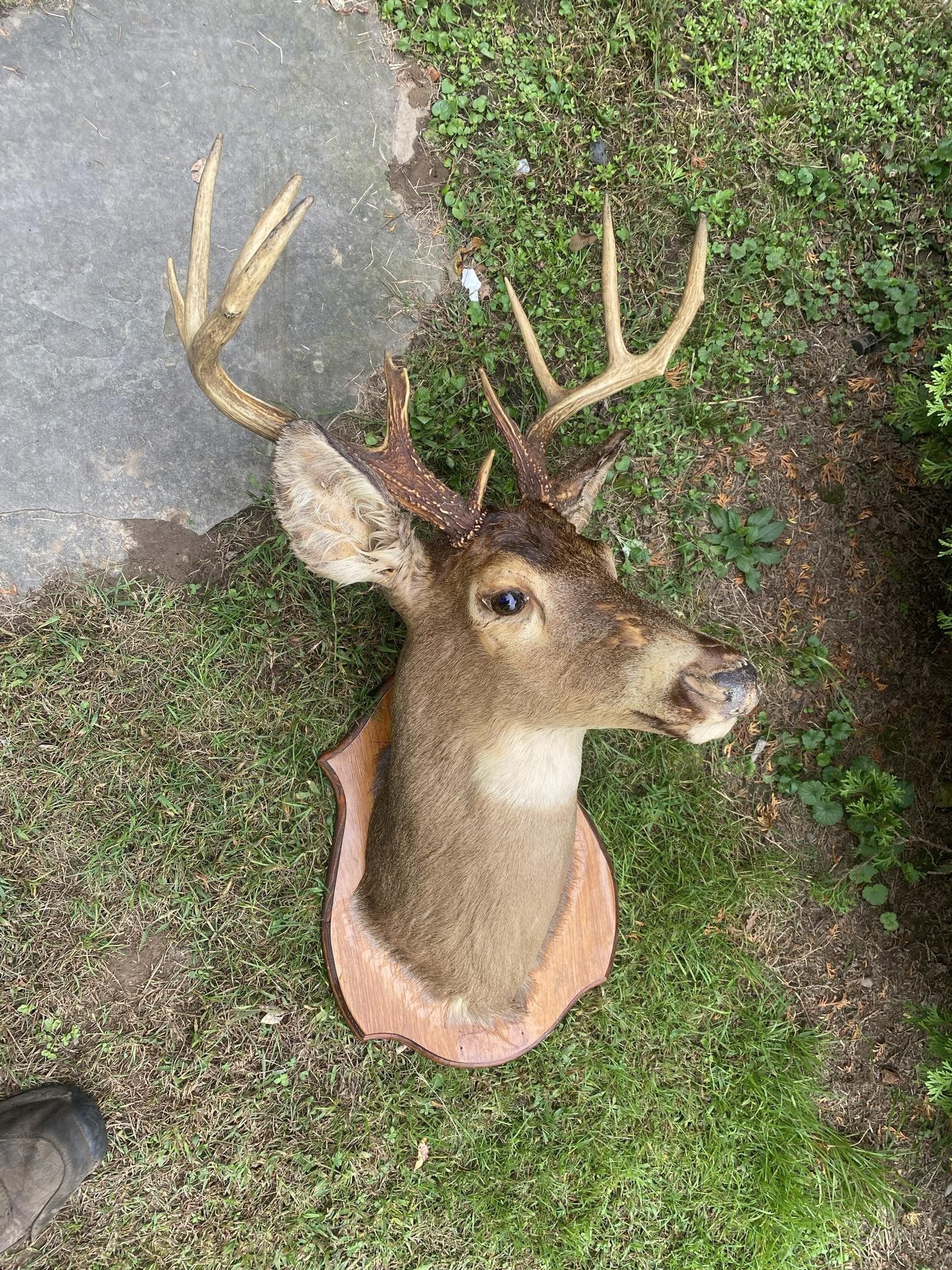 Taxidermy
