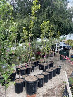 🍊 Fuyu Persimmon Tree for Sale | Sweet Non-Astringent Fruit