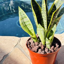 Sansevieria Plant 
