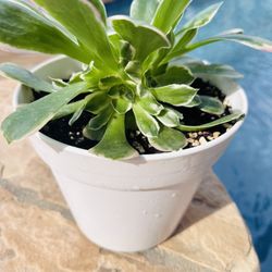 White and Pink Aeonium Rare and popular 