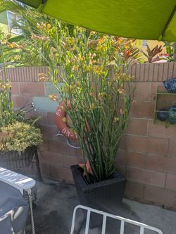 lady slipper plant