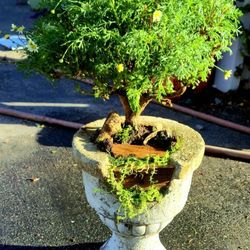 Bonsai Tree 2yrs 