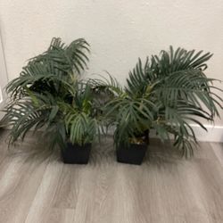 Fake plants