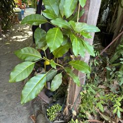Cup Of Gold ( Vine )