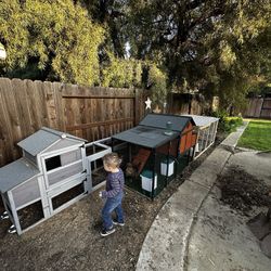 Large Connected Chicken Coop Setup – Producers Pride + Aivituvin + Custom Run $600 OBO – Ready for Pickup