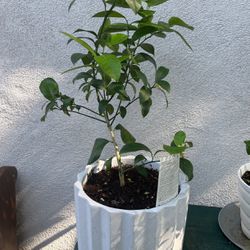 Lemon Tree And Pot