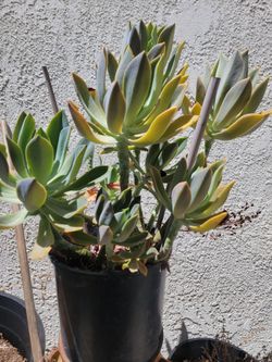 Korean succulent