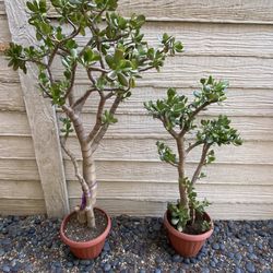 3-4' Feet Tall Jade Tree Plants - Bonsai Style ("Money Trees")