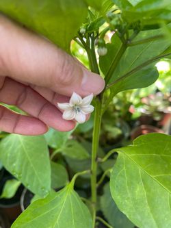 Red chili plant ( EACH PLANT )
