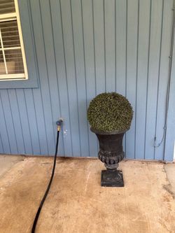 Plant in vase