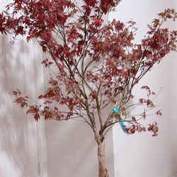 Beautiful Japanese Bloodgood Maple Tree