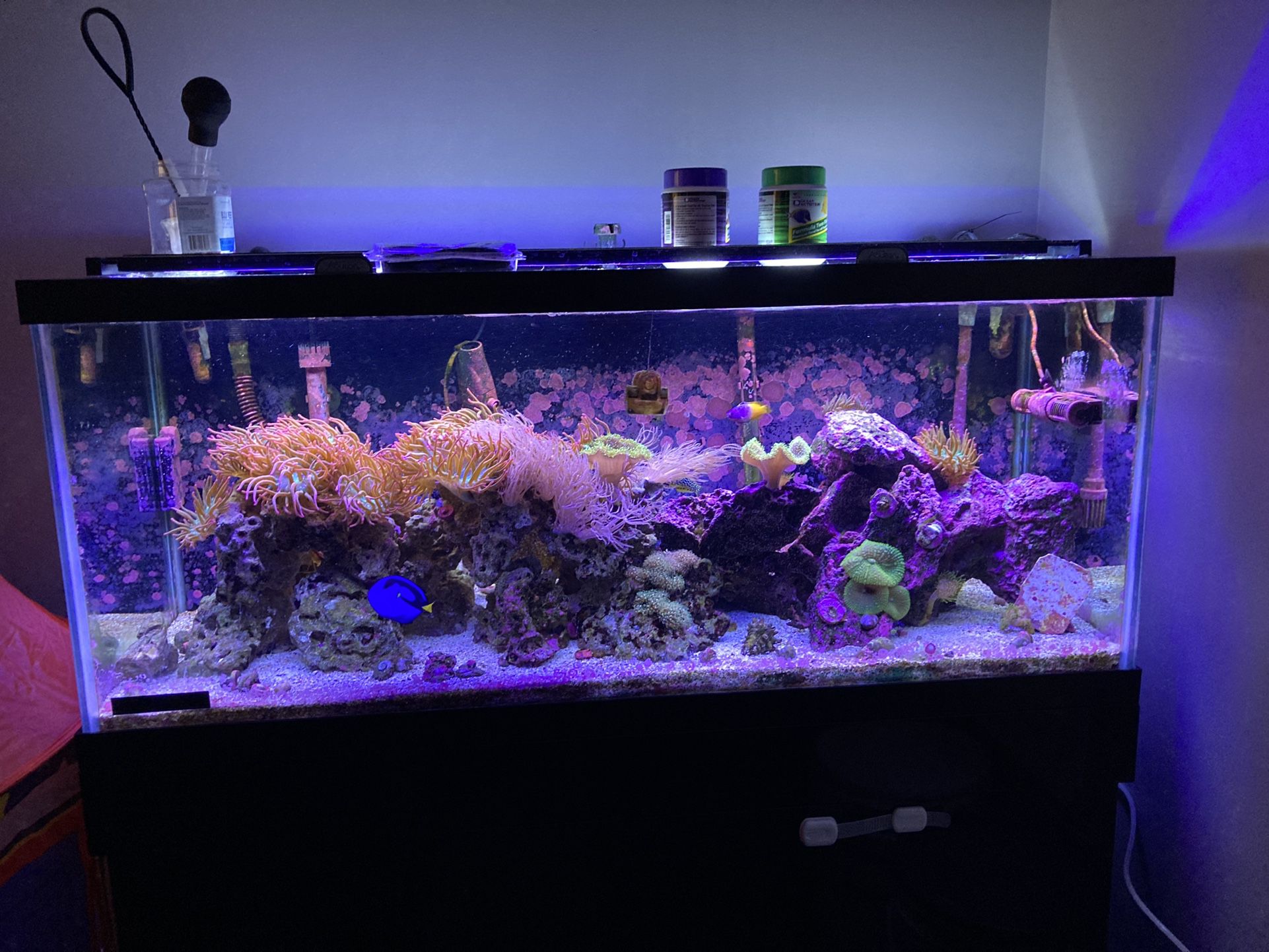 75g Saltwater Reef Tank Aquarium