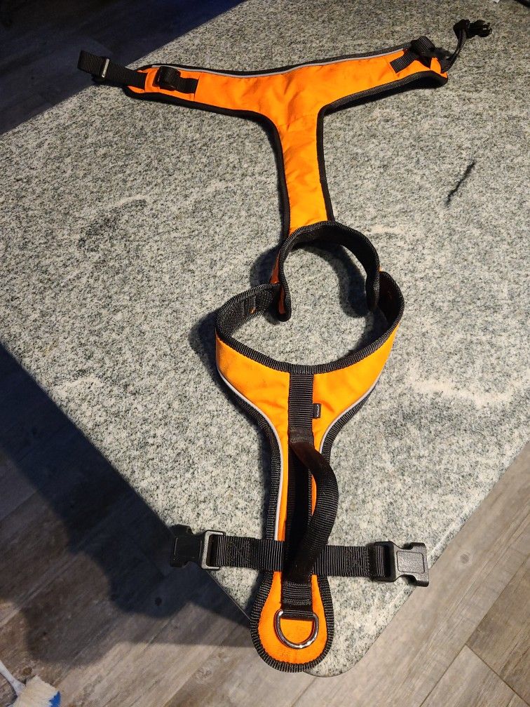 Large Dog Bright Orange With Highlight Trim