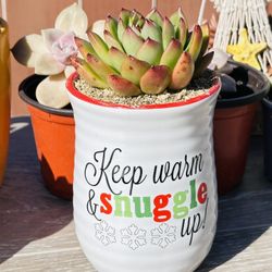 Korean Succulents In Ceramic 