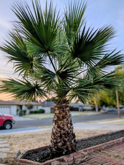 FREE fan palm tree!