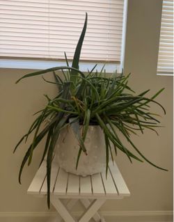 Plants
