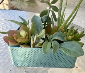 7 diff succulents, great for grad gift, bday girt, party centerpiece or just to take care