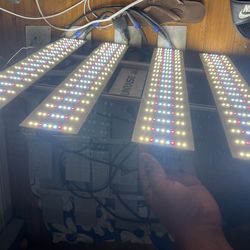 Sunraise grow lights