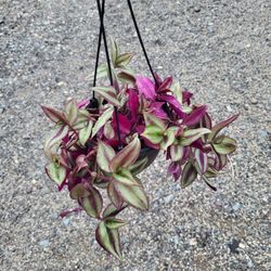 Wandering Jew Plant  6" Pot