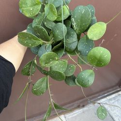 6” Hoya Obovata 