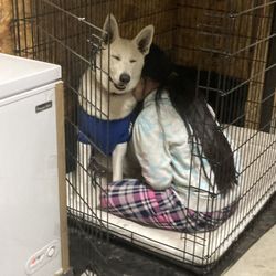 XXL LARGE Dog Crate