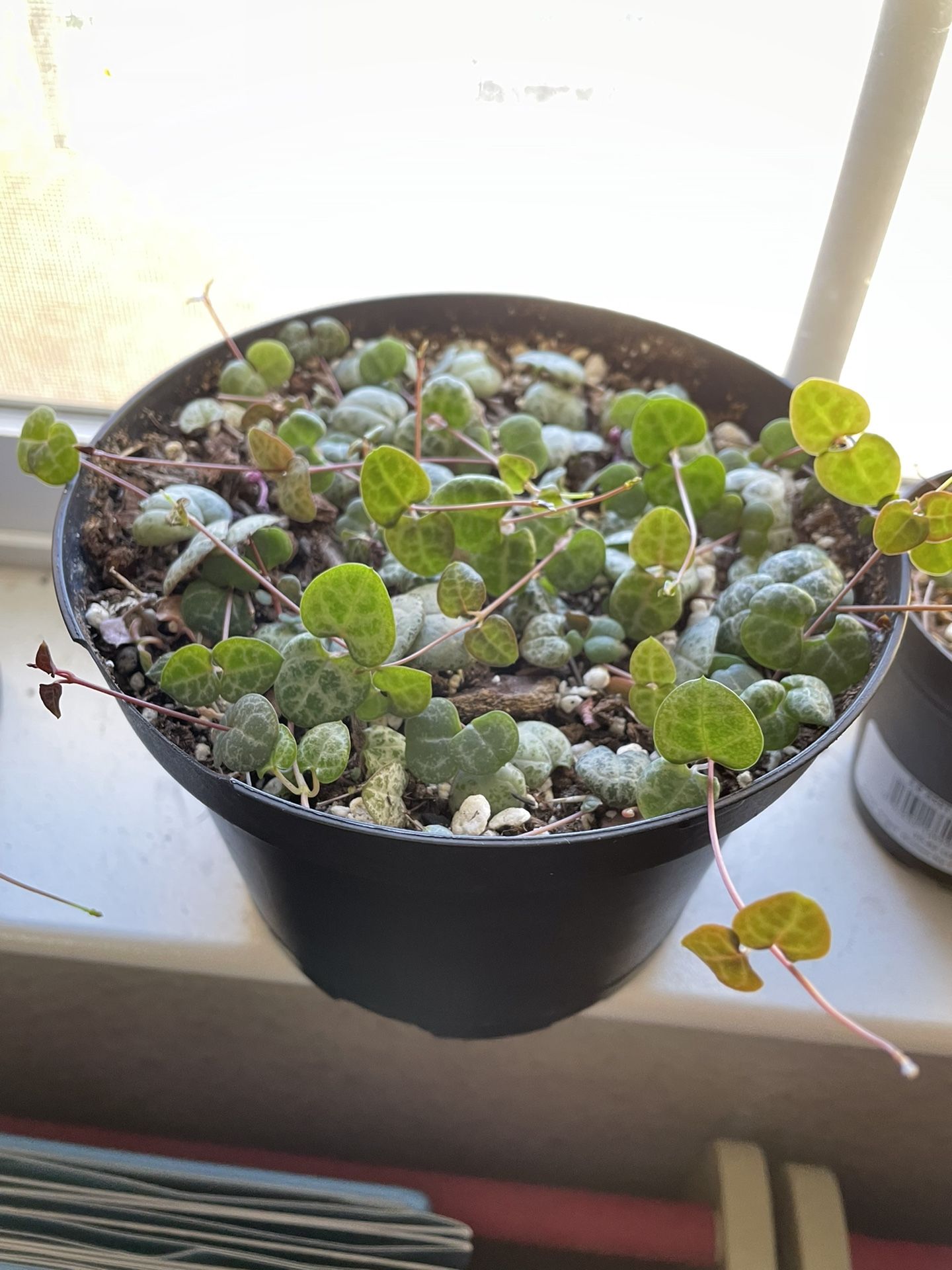 Sting Of Hearts Plant 