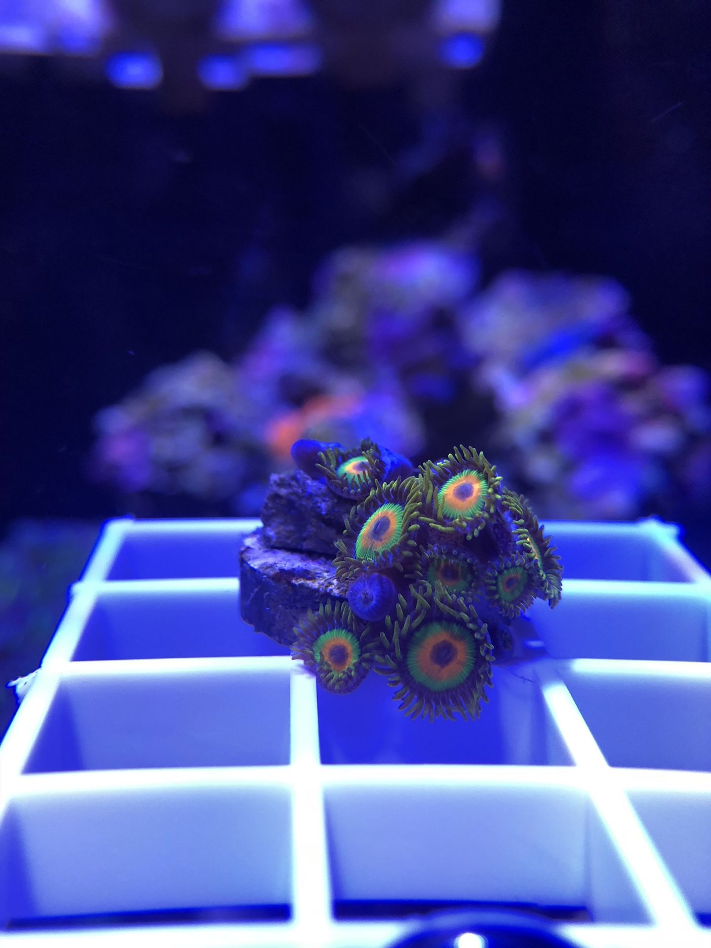 Rasta zoanthid Coral reef frag