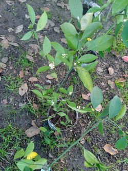 Meyer Lemons Tres $40