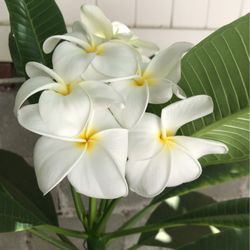 White Plumeria