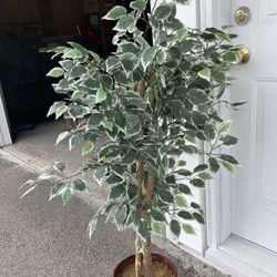 Silk Tree