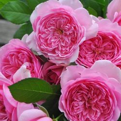 Rare European, Japan rose plants , RosePompadour