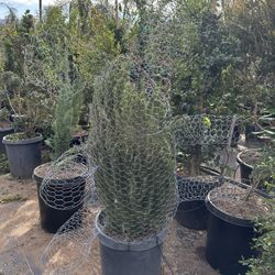 Elephant Topiary Bonsai 